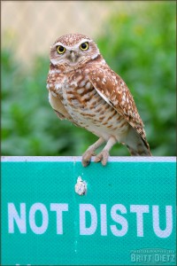 Burrowing Owl at Chino Airport