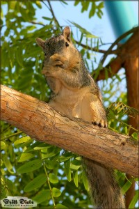 The squirrel cleans himself, but keeps a keen eye on me.