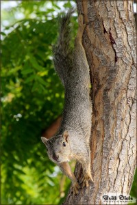 A looooong stretch by this squirrel
