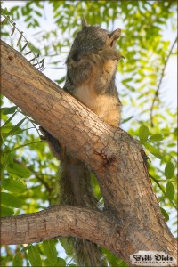 The squirrel has a boo boo.