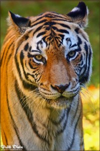 Tiger at the Animal Kingdom Park, Walt Disney World - November 5, 2010