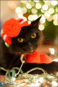 Chance at Christmas Time