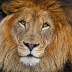San Diego Safari Park - Lions