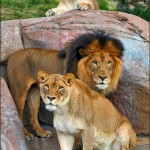 San Diego Safari Park - Lions