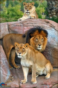 San Diego Safari Park - Lions