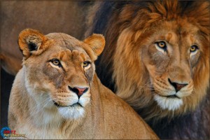 San Diego Safari Park - Lions