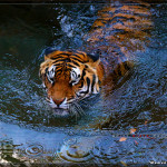 Animal Kingdom - Tigers - Walt Disney World