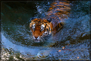 Animal Kingdom - Tigers - Walt Disney World