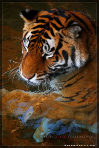 Animal Kingdom - Tigers - Walt Disney World