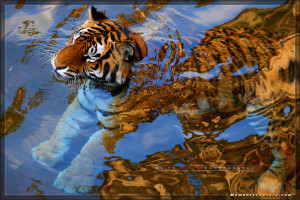 Animal Kingdom - Tigers - Walt Disney World