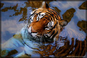 Animal Kingdom - Tigers - Walt Disney World