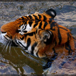 Animal Kingdom - Tigers - Walt Disney World