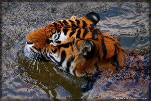 Animal Kingdom - Tigers - Walt Disney World