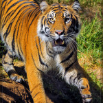 San Diego Safari Park Tiger