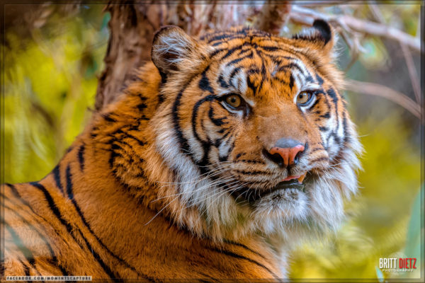 San Diego Safari Park - Tiger