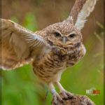 San Diego Safari Park - Burrowing Owl