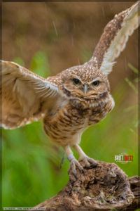 San Diego Safari Park - Burrowing Owl