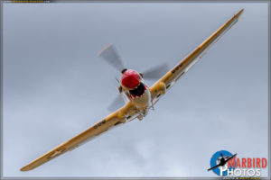 Planes of Fame Airshow 2017 - P-40N Warhawk